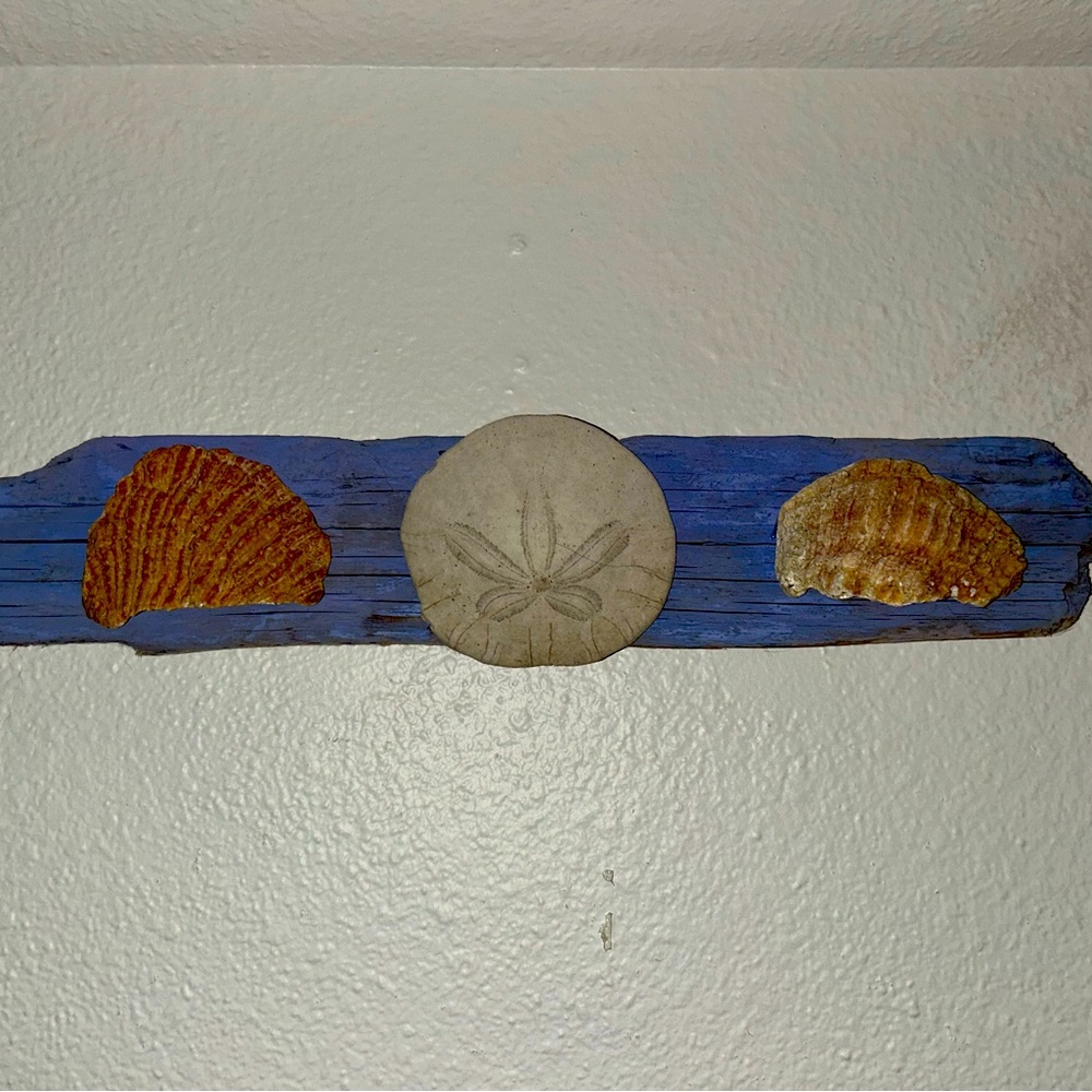 Wall decor with sand dollars and shells
